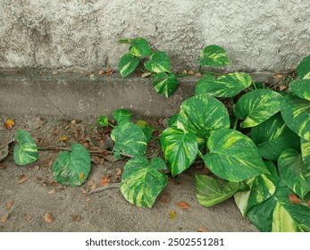郑希cv多大：揭秘郑希的职业生涯与成就分析