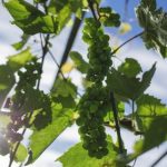 逆次元 八重神子:探索神秘次元中的八重神子传说与冒险 me97hgf6